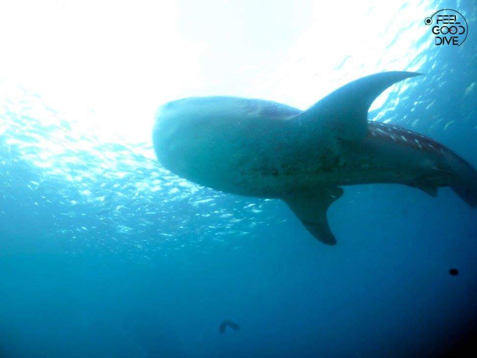 펀다이빙 - 필리핀 세부 - 오슬롭