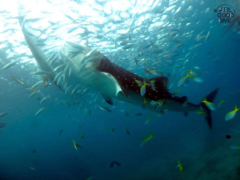 펀다이빙 - 필리핀 세부 - 오슬롭