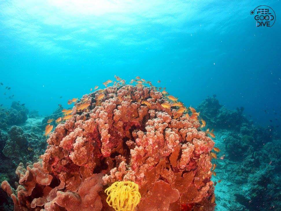 펀다이빙 - 필리핀 세부 - 수밀론