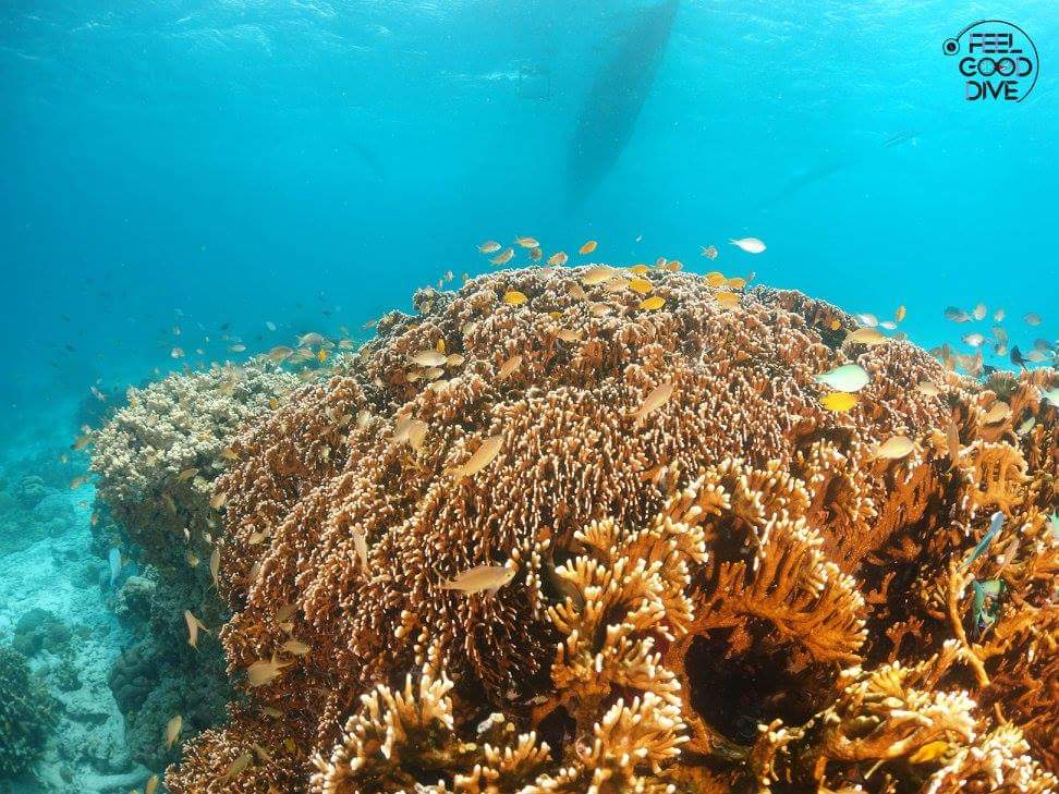 펀다이빙 - 필리핀 세부 - 수밀론