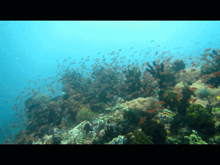 잇다이버스 아닐라오투어 - Anilao - Coral Garden