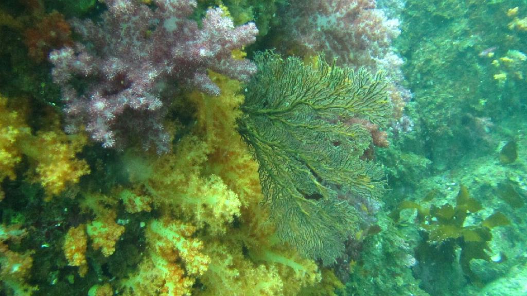 제주도 다이브 리조트 - 문섬 만남의 광장