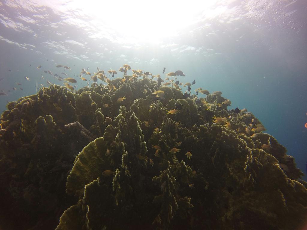 Bohol Island - eden