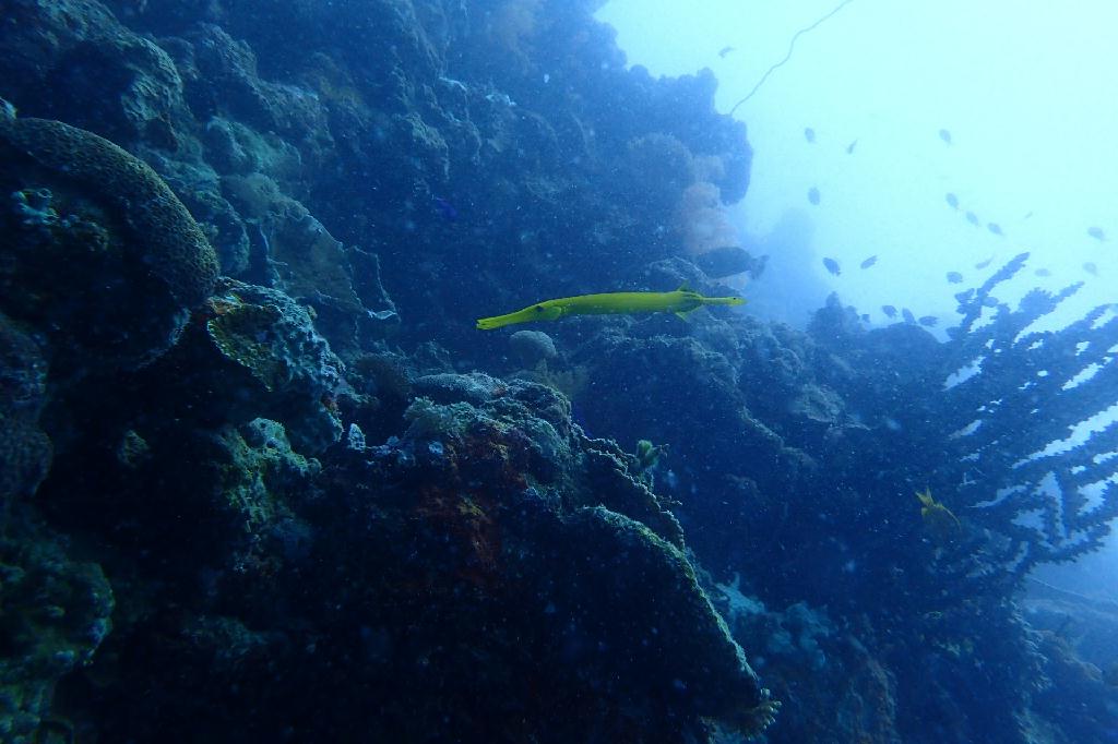 moalboal