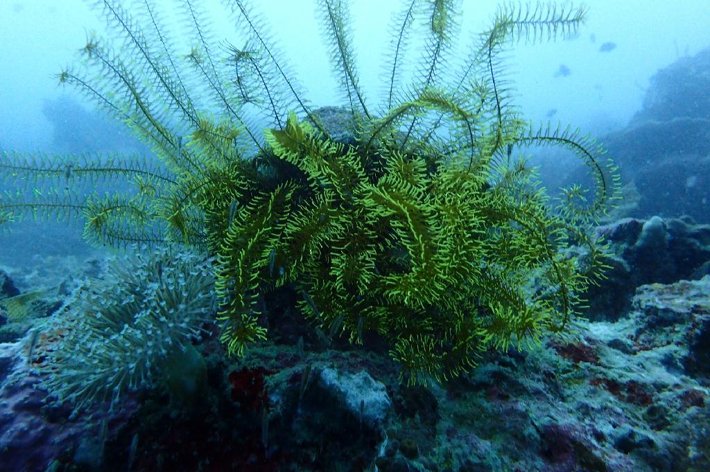 moalboal
