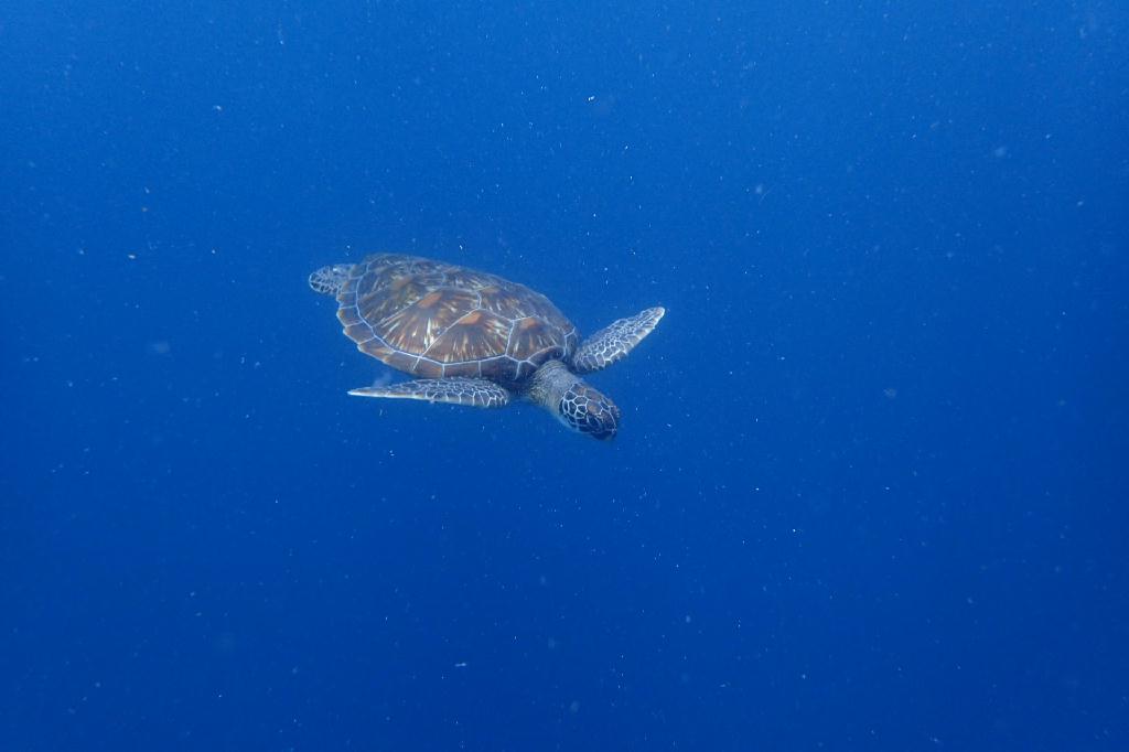 pescador island