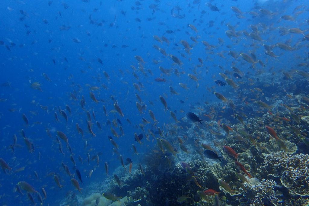 pescador island