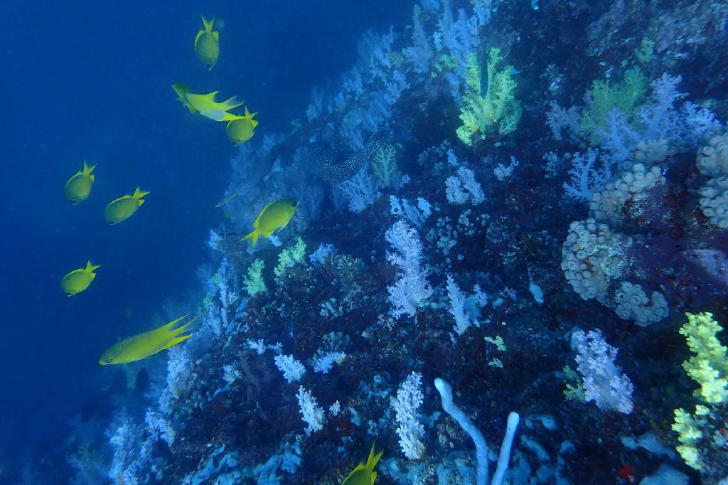 pescador island