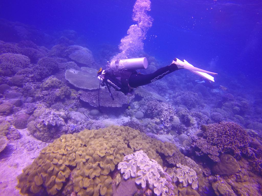 Apo Island
