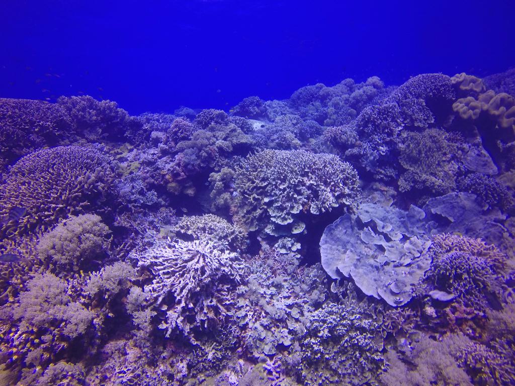 Apo Island
