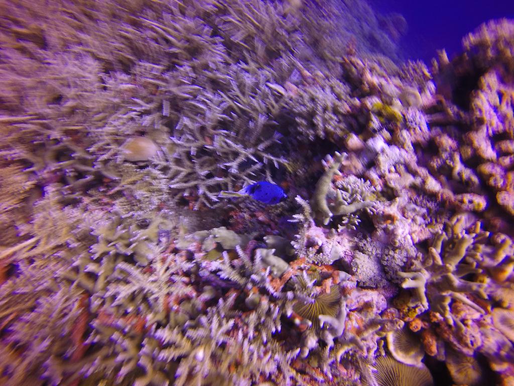 Apo Island