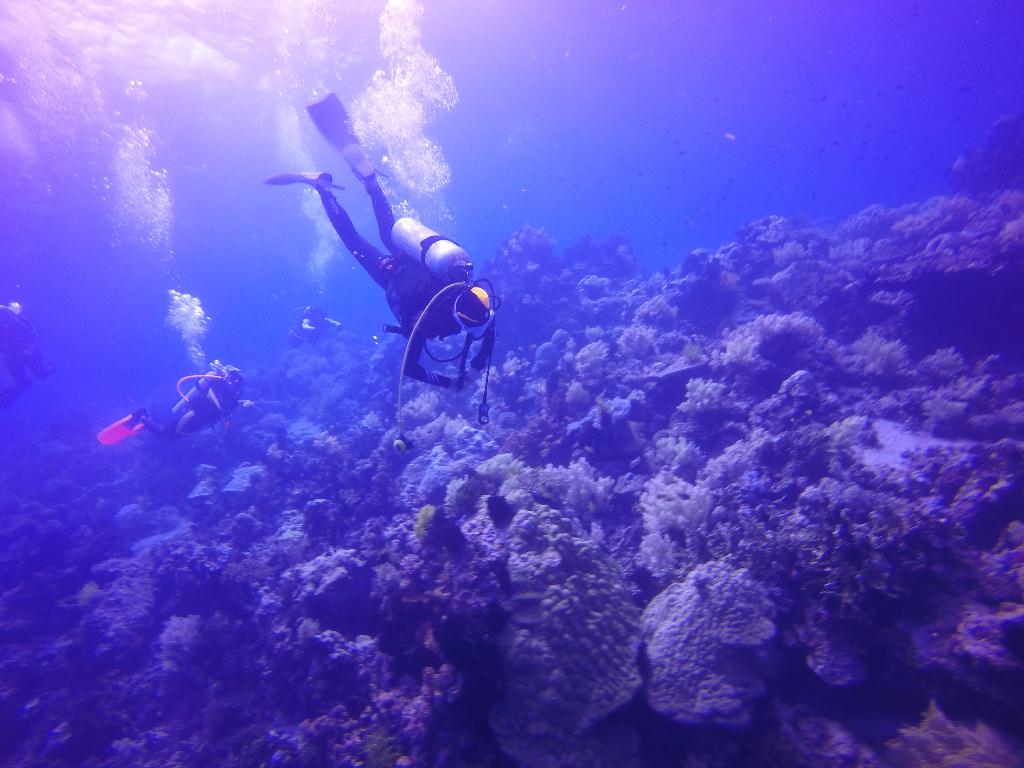 Apo Island