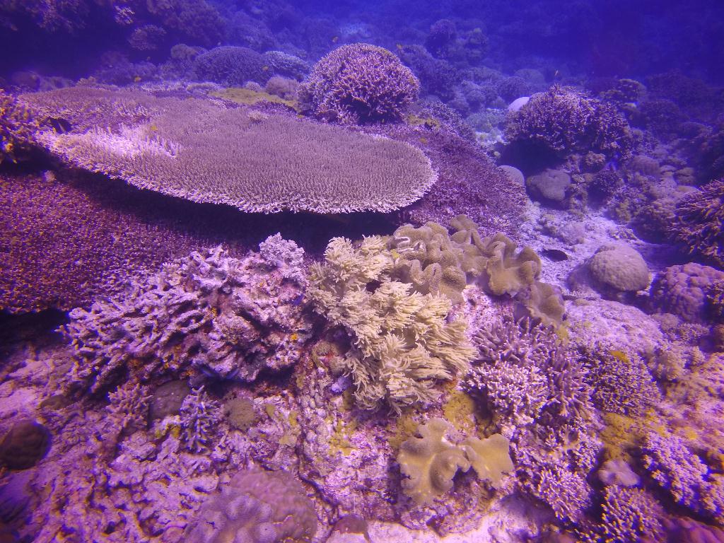Apo Island