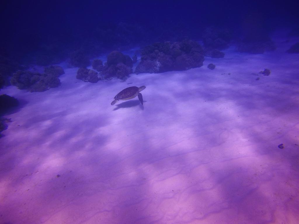 Apo Island