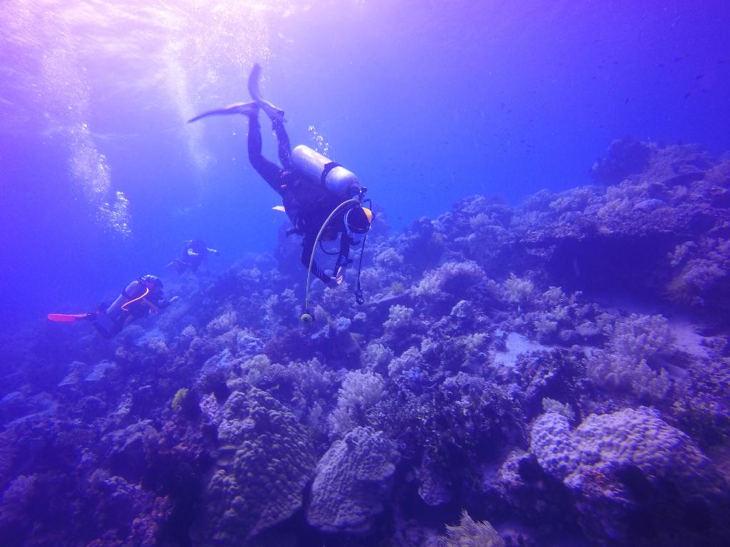 Apo Island