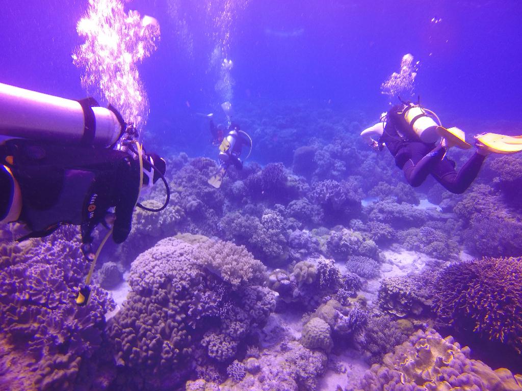 Apo Island