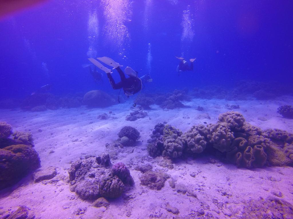 Apo Island
