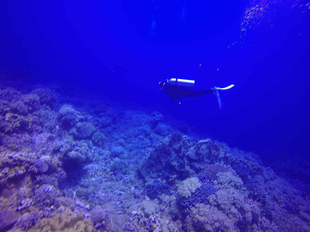 Apo Island
