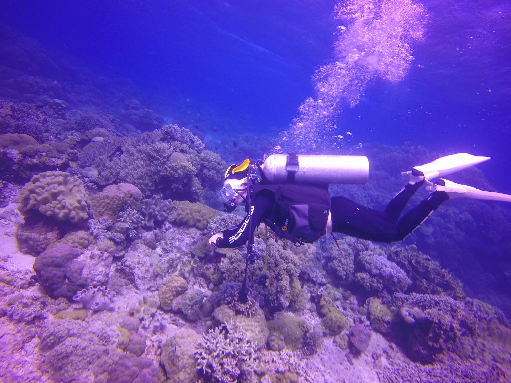 Apo Island