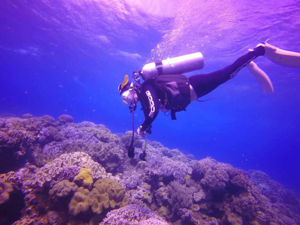 Apo Island