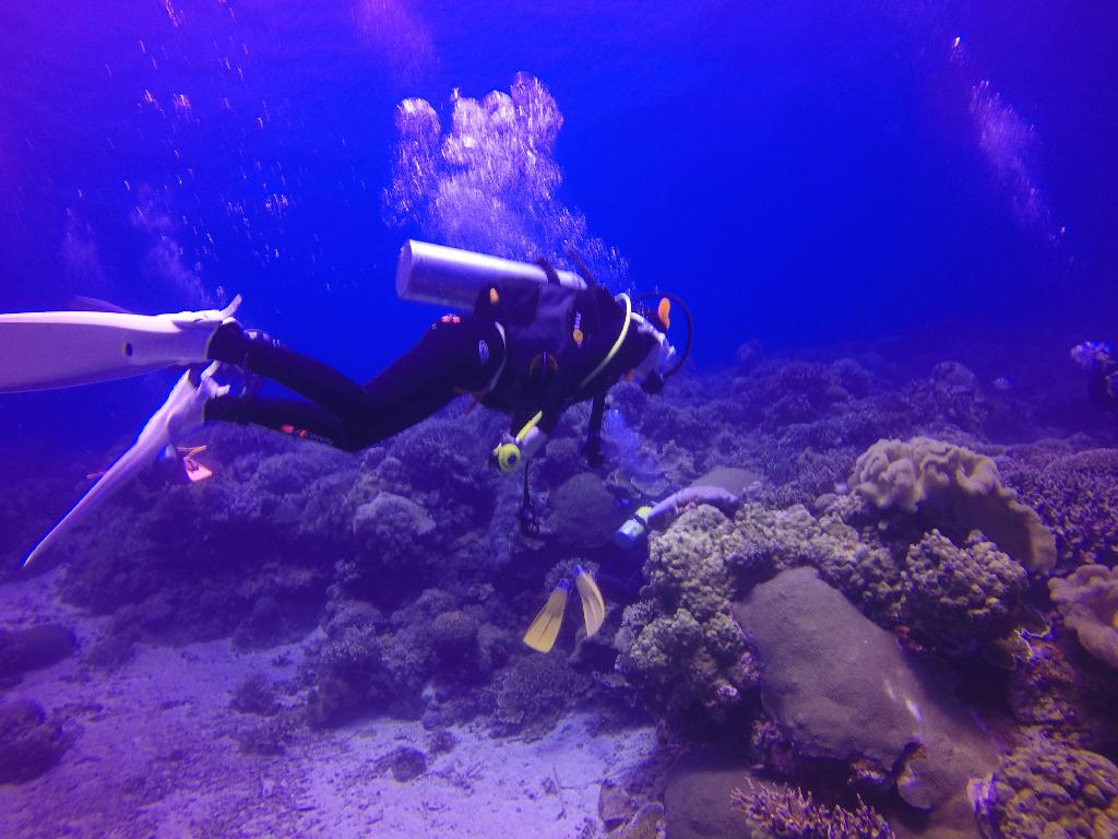 Apo Island