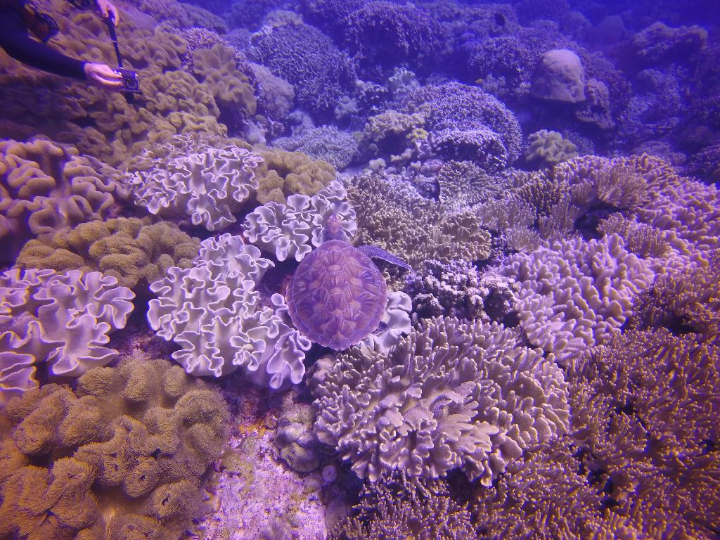 Apo Island