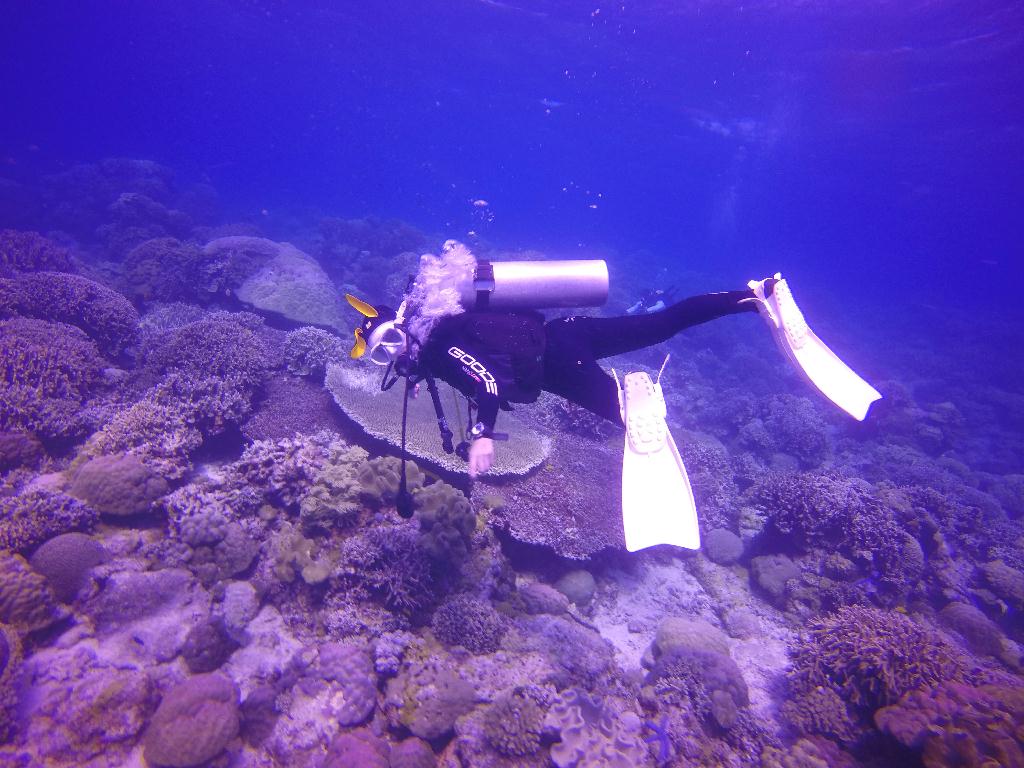 Apo Island