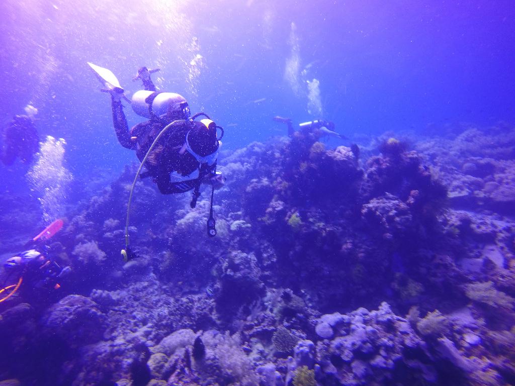 Apo Island