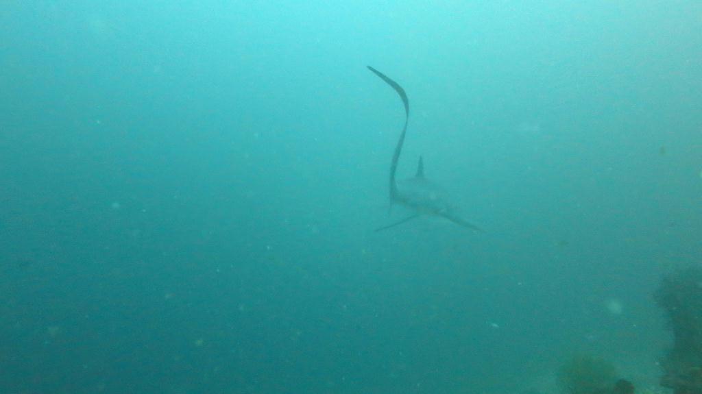 長尾鯊 - Malapasuca - Monad Shoal