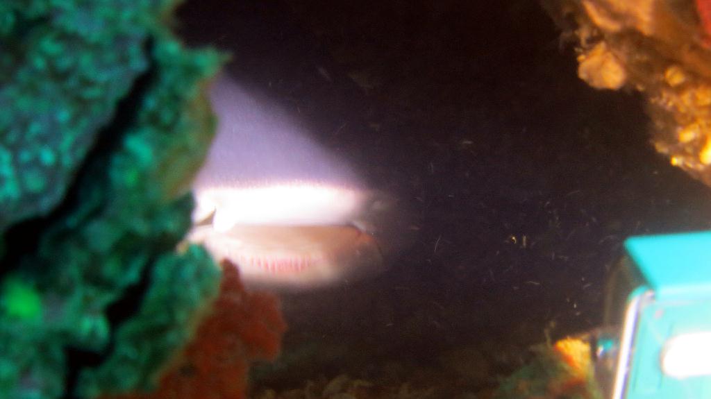 White tip shark - Malapasuca - Gato Island
