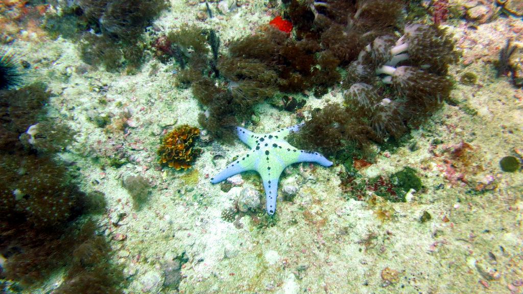 White tip shark - Malapasuca - Gato Island