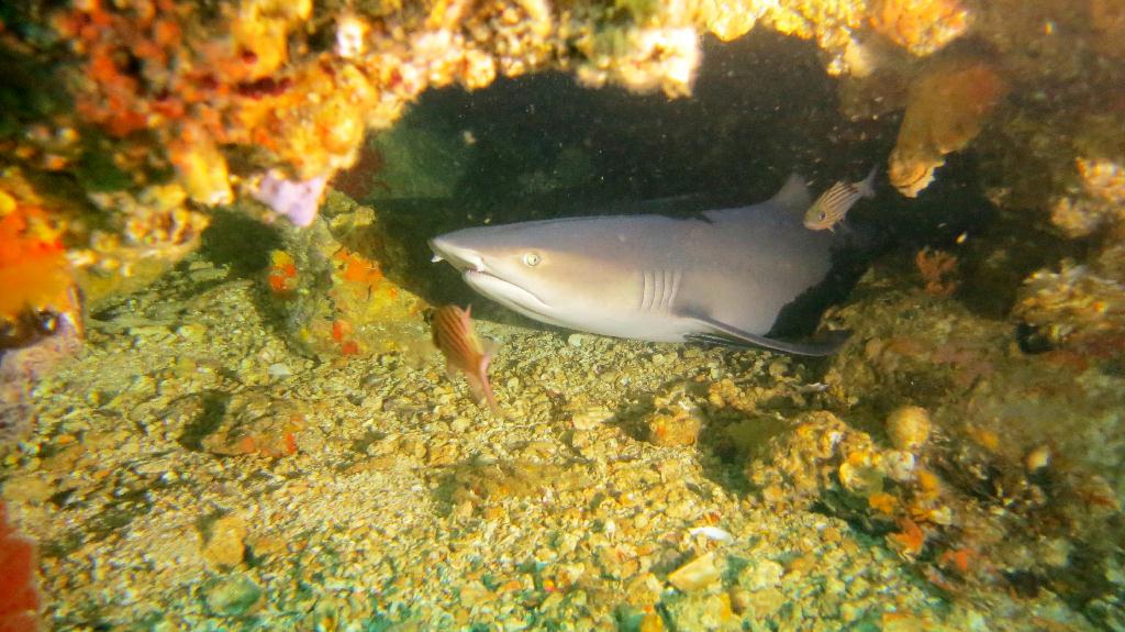 White tip shark - Malapasuca - Gato Island