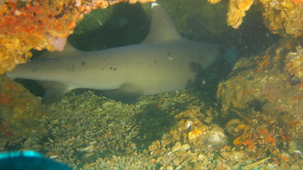 White tip shark - Malapaduca - Gato Island