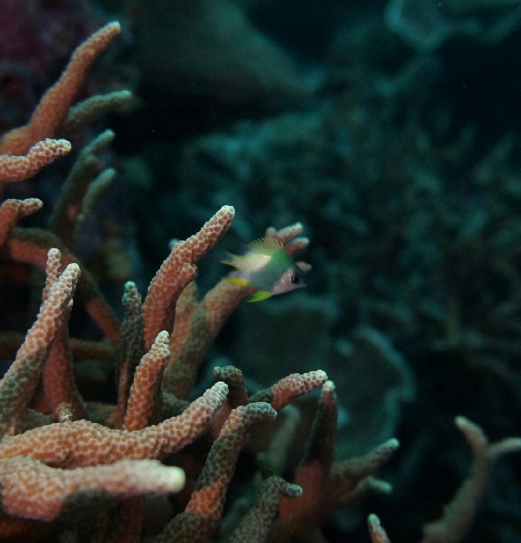 필리핀 코론 산호다이브 - 트윈 픽스