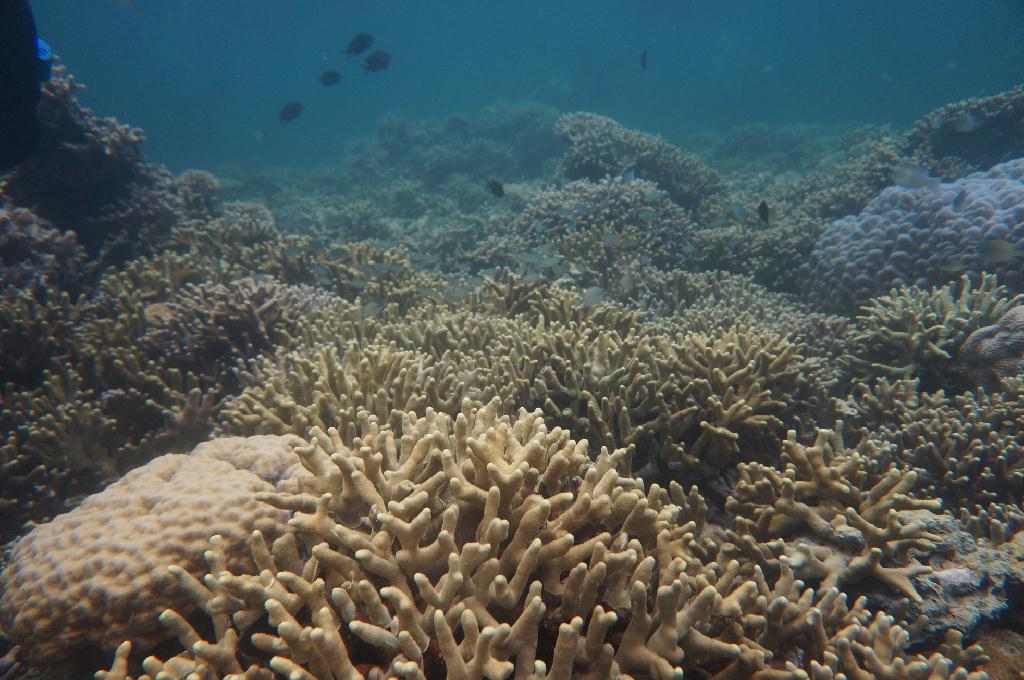 필리핀 코론 산호다이브 - 트윈 픽스