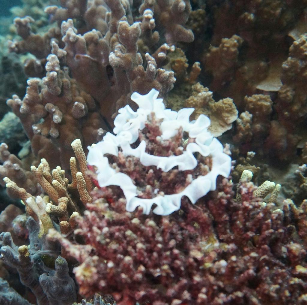 필리핀 코론 산호다이브 - 트윈 픽스