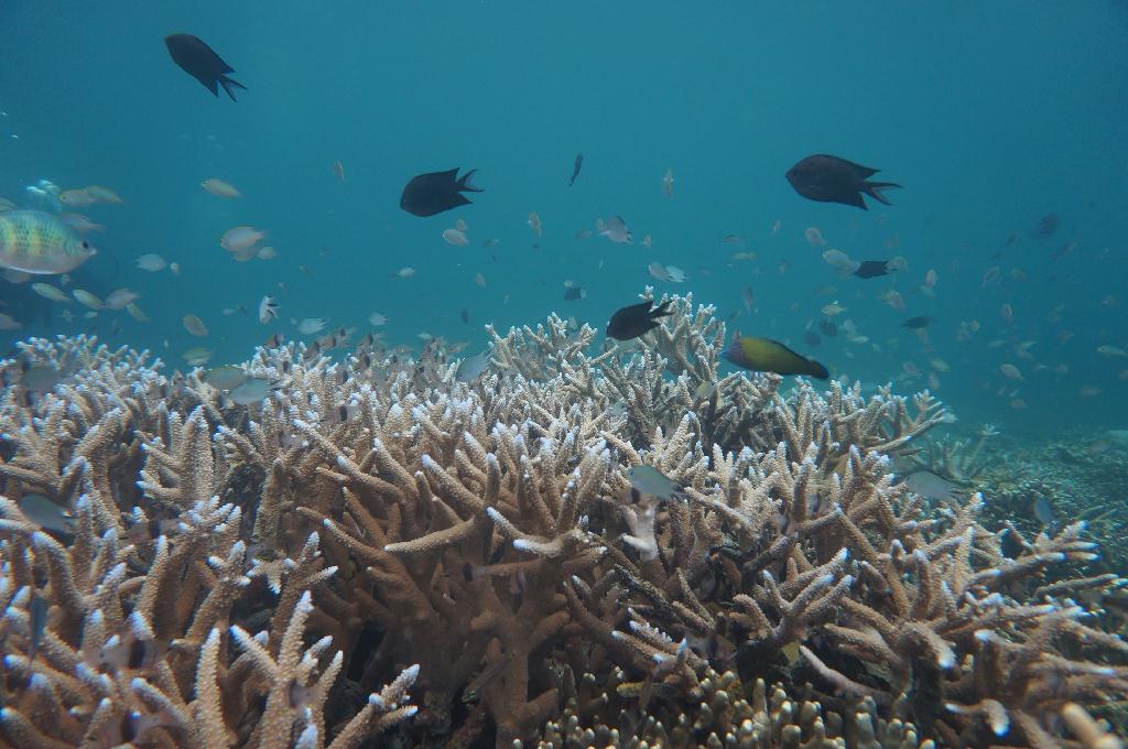 필리핀 코론 산호다이브 - 트윈 픽스