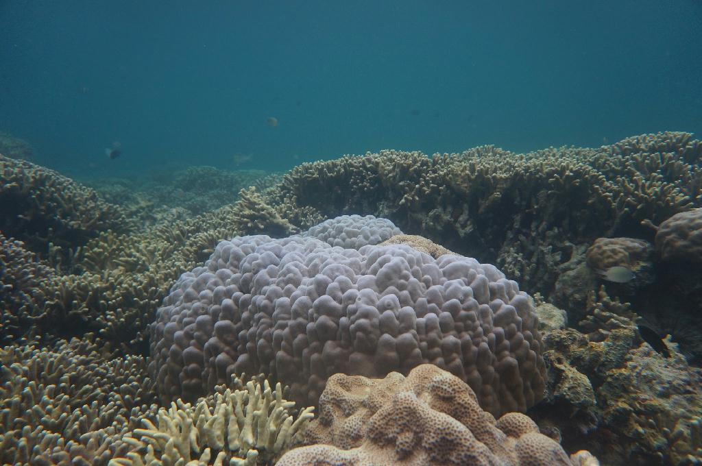 필리핀 코론 산호다이브 - 트윈 픽스