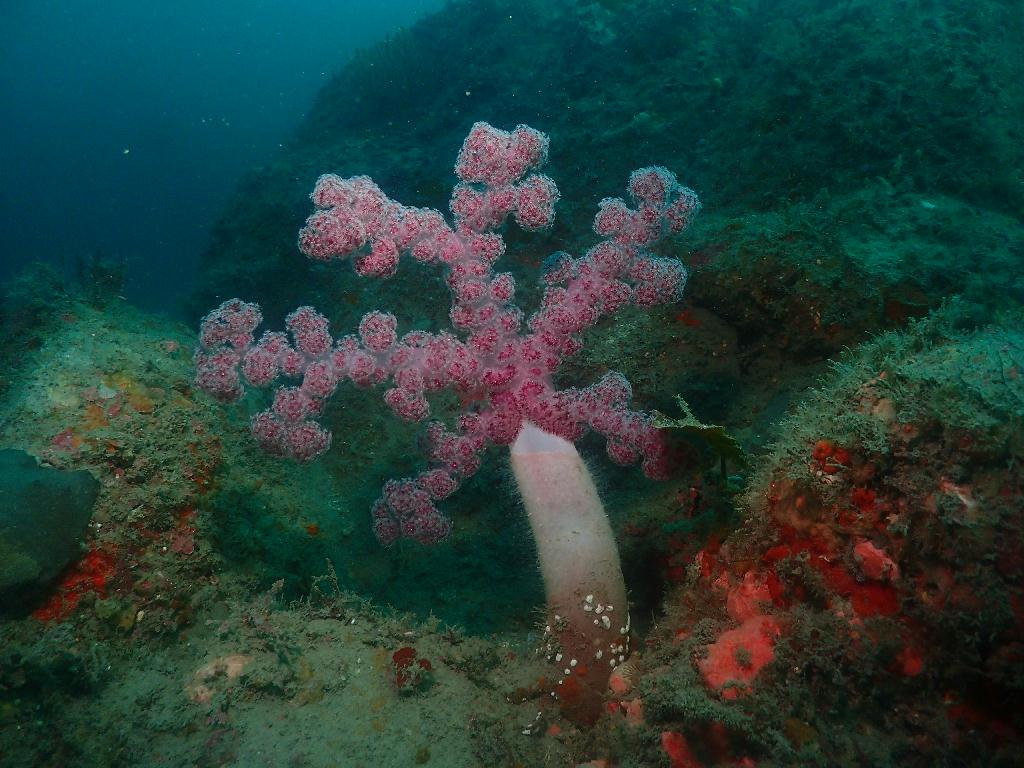 펀다이빙 - 제주도 수중산책 - 안빈낙도