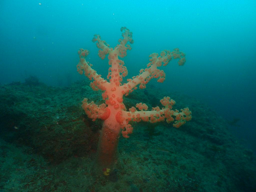 펀다이빙 - 제주도 수중산책 - 안빈낙도