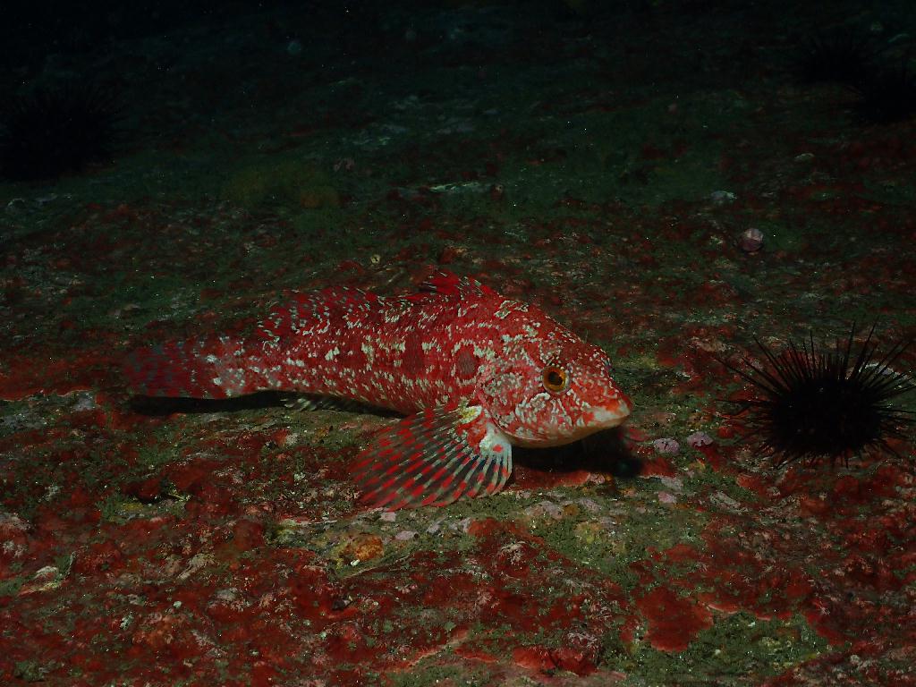 펀다이빙 - 강원도 양양 38마린리조트 - 아치