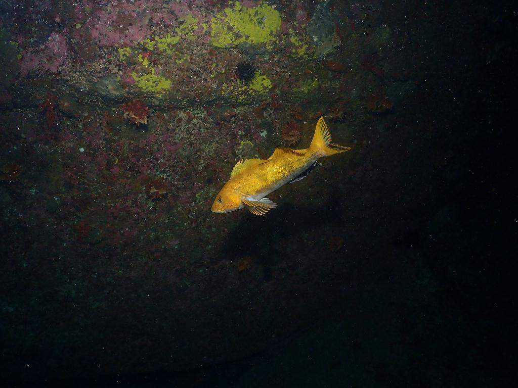 펀다이빙 - 강원도 양양 38마린리조트 - 아치