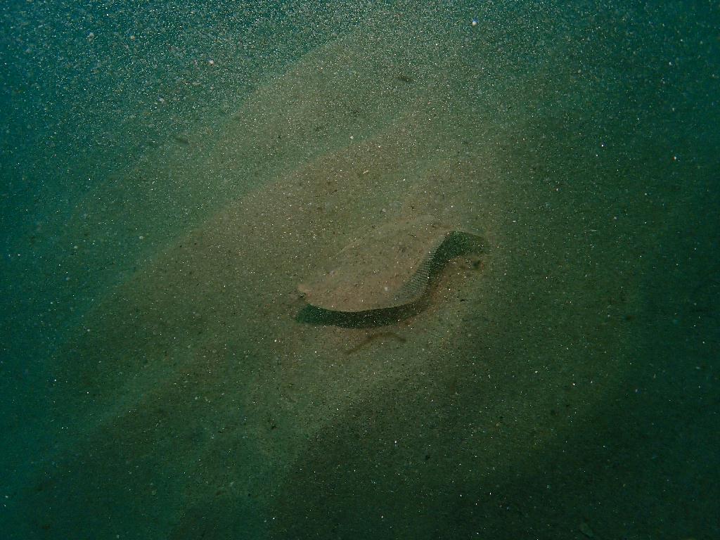 펀다이빙 - 강원도 양양 38마린리조트 - 아치