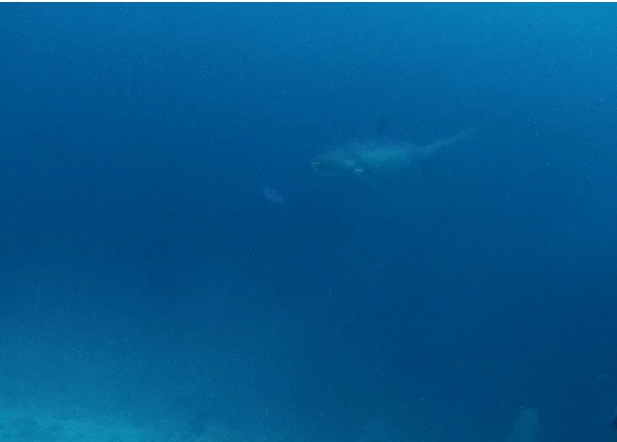 펀다이빙 - 말라파스쿠아 - 모나드숄