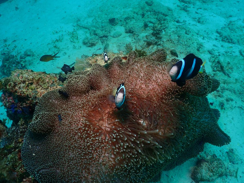 펀다이빙 - 필리핀 세부 오션플레이어 - 올랑고 탈라이