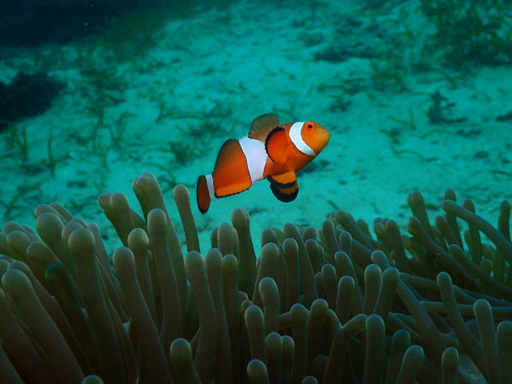 펀다이빙 - 필리핀 세부 오션플레이어 - 올랑고 탈라이