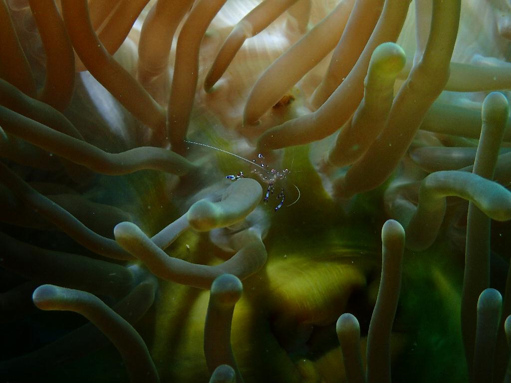 펀다이빙 - 필리핀 세부 오션플레이어 - 올랑고 탈라이