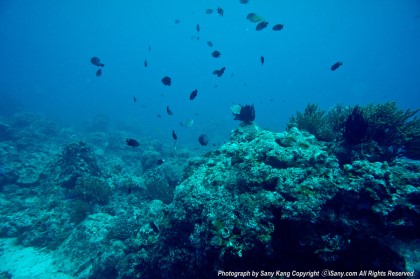 Fish awareness - Boracy, Philippines - Fridays Rock