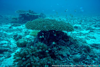 Fish awareness - Boracy, Philippines - Fridays Rock
