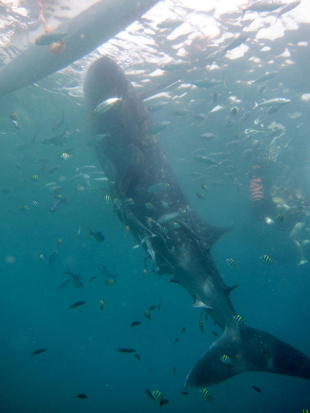Whale shark watching - Philippines Liloan - Oslob